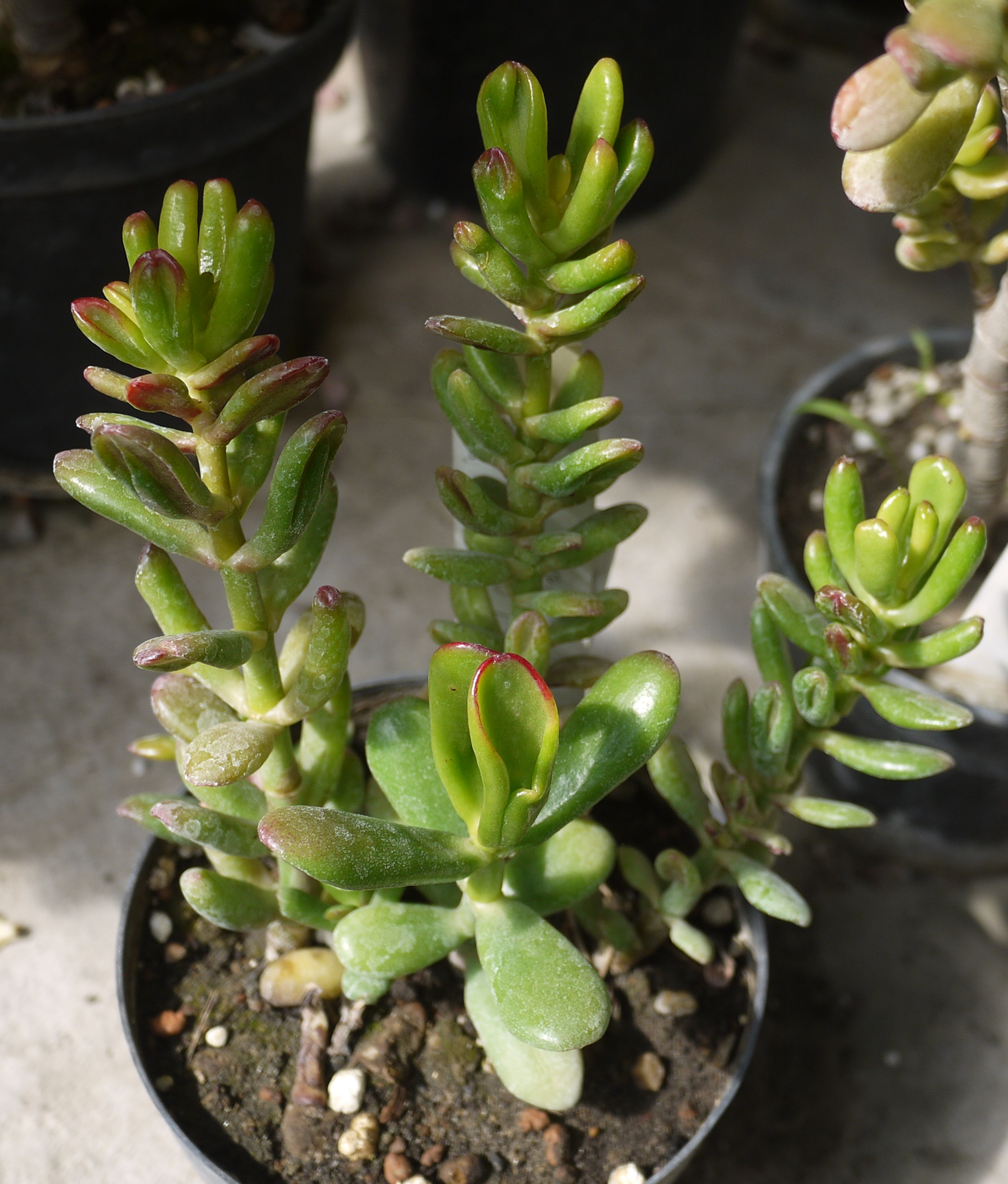 Коллекции растений ЦСБС СО РАН - Crassula ovata (Mill.) Druce ...